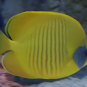Bluecheek Butterflyfish