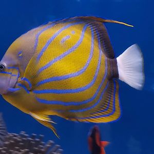 Blue Ring Angelfish