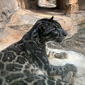 Sunda Clouded Leopard