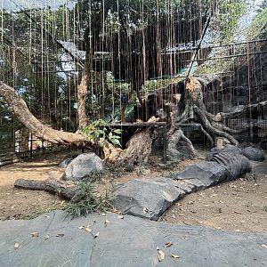 Javan Leopard Exhibit