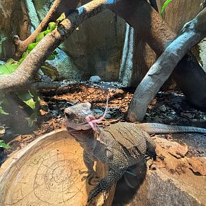 Peach-throated Monitor