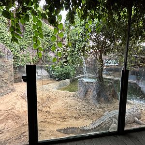 False Gharial Exhibit