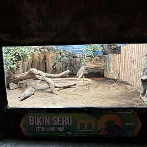 Komodo Dragon Exhibit