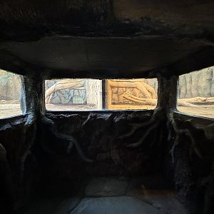 Komodo Dragon Exhibit