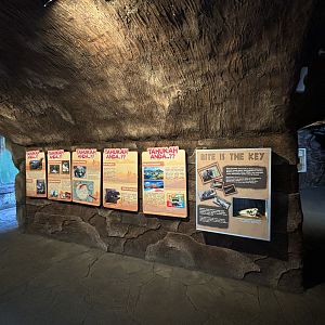 Komodo Dragon Exhibit Signs