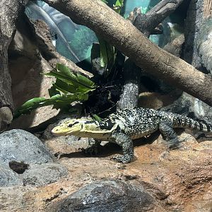 Yellow-headed Water Monitor