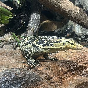 Yellow-headed Water Monitor