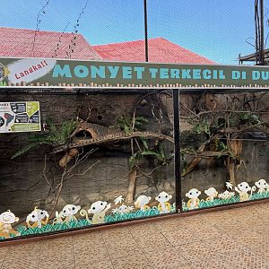 Pygmy Marmoset Exhibit