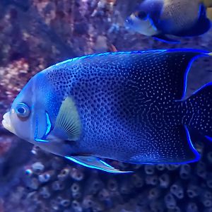 Semicircle Angelfish