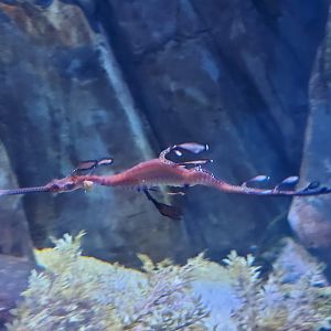 Weedy Seadragon