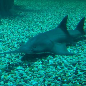 Largetooth Sawfish