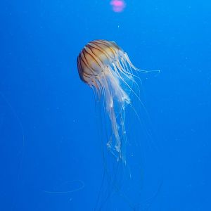 Japanese Sea Nettle