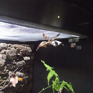 Ghost Mantis (Phyllocrania paradoxa) - Zooparc de Beauval - 13/07/2024