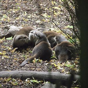 Asian Small-clawed Otters - Zooparc de Beauval - 13/07/2024