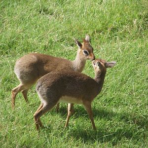 Kirk's Dik-diks - Zooparc de Beauval - 13/07/2024