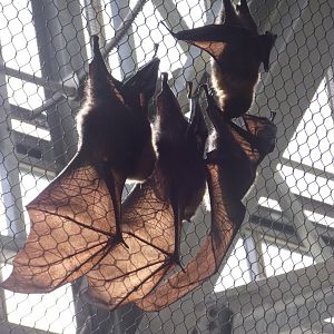 Rodrigues Fruit Bats - Zooparc de Beauval - 13/07/2024