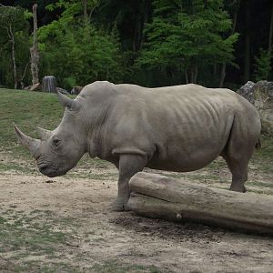 SATARA, female Southern White Rhino - Zooparc de Beauval - 13/07/2024