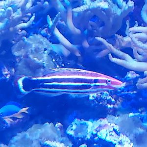 Crescent-Tail Hogfish