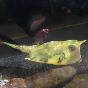Longhorn Cowfish
