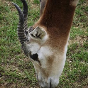 Mhorr Gazelle - Zooparc de Beauval - 13/07/2024