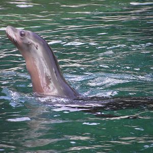 California Sea Lion - Zooparc de Beauval - 13/07/2024