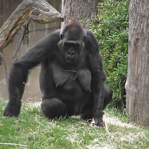 Western Lowland Gorilla - Zooparc de Beauval - 13/07/2024