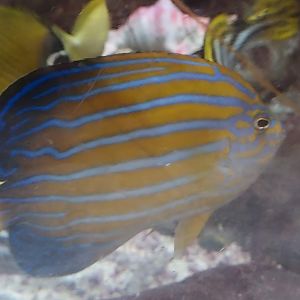 Bluestripe Angelfish