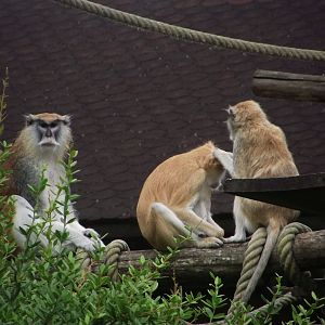 Patas Monkeys - Zooparc de Beauval - 13/07/2024
