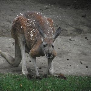 Red Kangaroo - Zooparc de Beauval - 13/07/2024