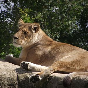 MALAWI, female South African Lion - Zooparc de Beauval - 13/07/2024