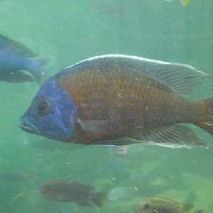 Cichlid fish - Zooparc de Beauval - 13/07/2024