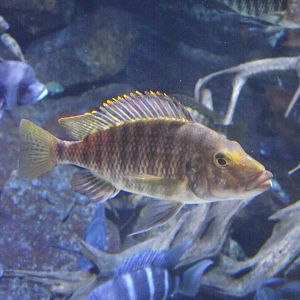 Cichlid fish - Zooparc de Beauval - 13/07/2024