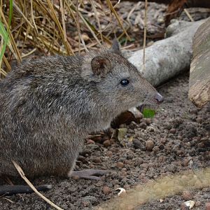 Tasmanian long-nosed potoroo (Potorous tridactylus apicalis)