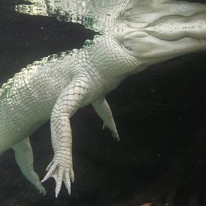 Albino American Alligator - Zooparc de Beauval - 13/07/2024