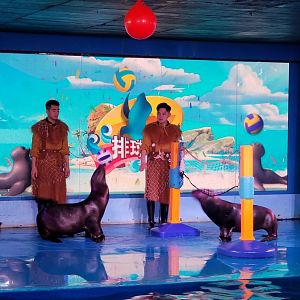 Sea Lion Show