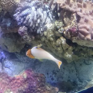 Young Bicolour Parrotfish