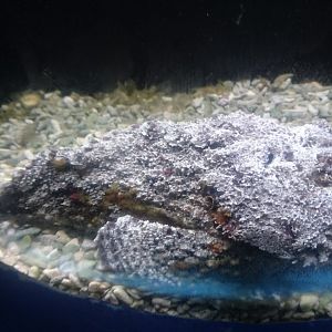 Stonefish