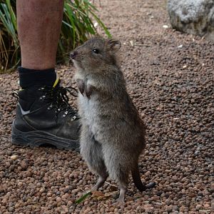 Tasmanian long-nosed potoroo (Potorous tridactylus apicalis)