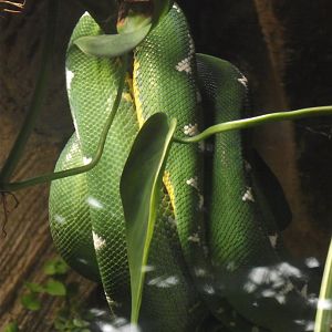 Amazonian Tree Boa (Corallus batesii) - Zooparc de Beauval - 13/07/2024
