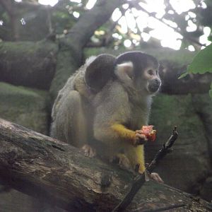 Bolivian Squirrel Monkey - Zooparc de Beauval - 13/07/2024