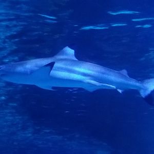 Blacktip Reef Shark