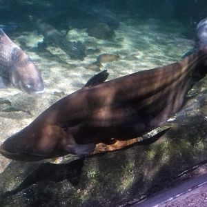 Striped Wallago Catfish