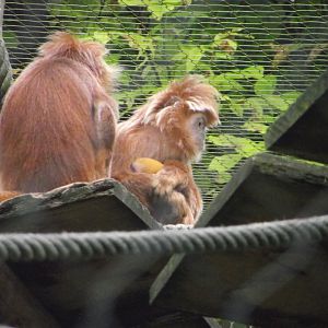 Family of Javan Lutungs - Zooparc de Beauval - 13/07/2024