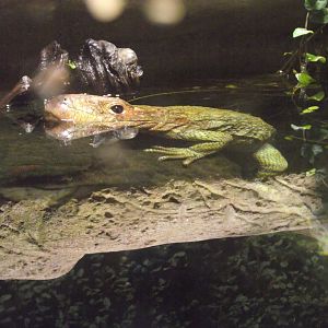 Northern Caiman Lizard - Zooparc de Beauval - 13/07/2024