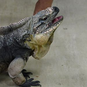Exuma Island Iguana (Cyclura cychlura figginsi)