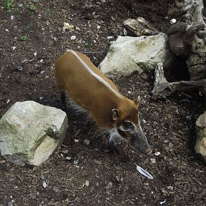 Red River Hog - Zooparc de Beauval - 13/07/2024