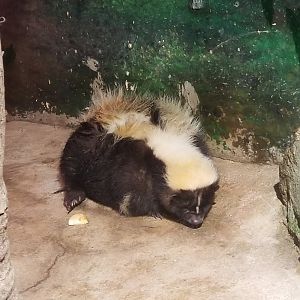 Striped Skunk
