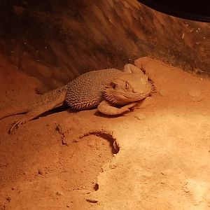 Central Bearded Dragon