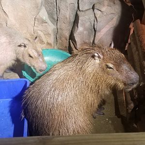 Capybara