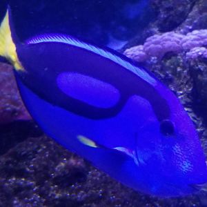 Regal Tang